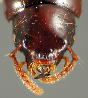 Media type: image;   Entomology 27494 Aspect: head dorsal view